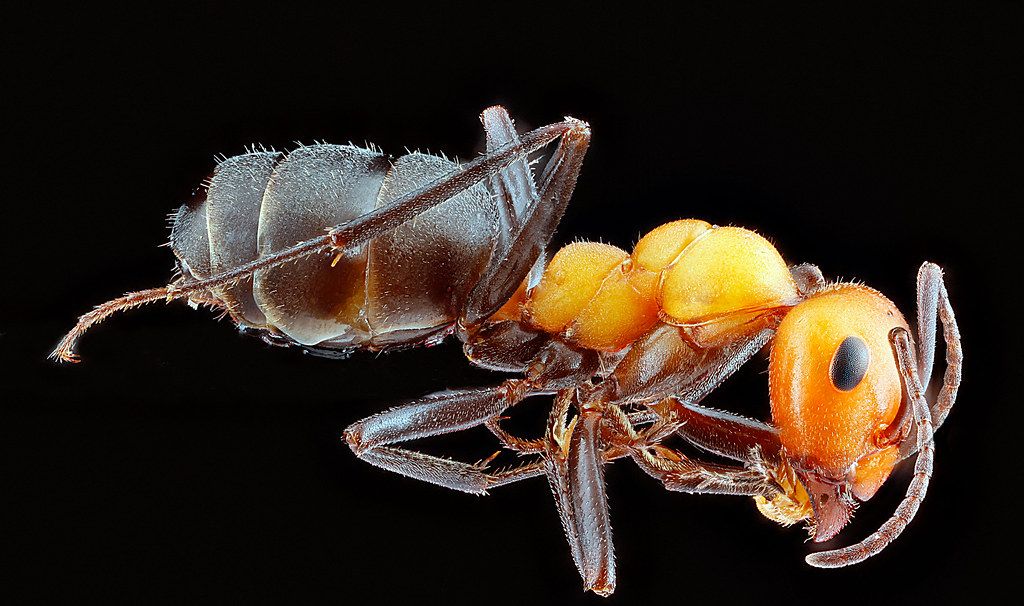 Ant Control service in Meridian, ID