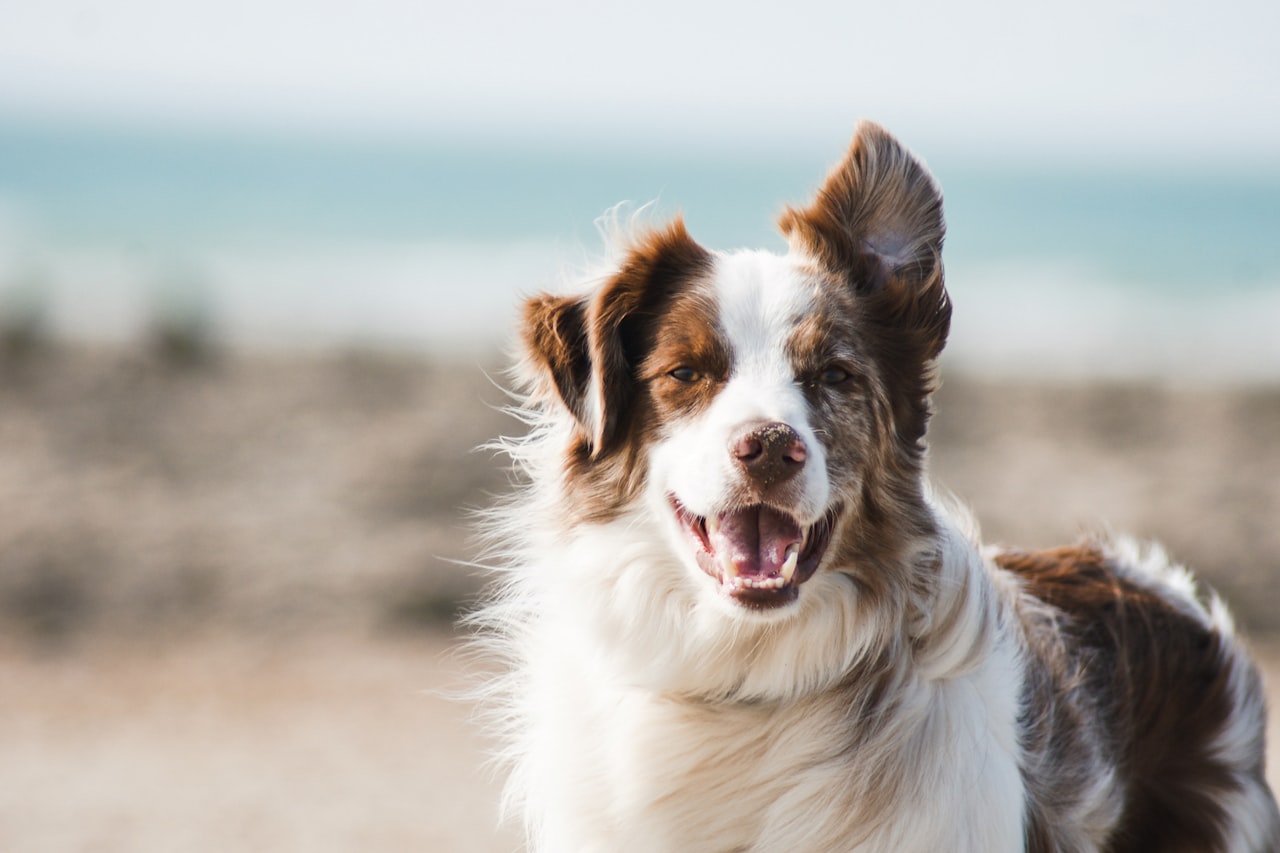Flea & Tick Control service in Meridian, ID