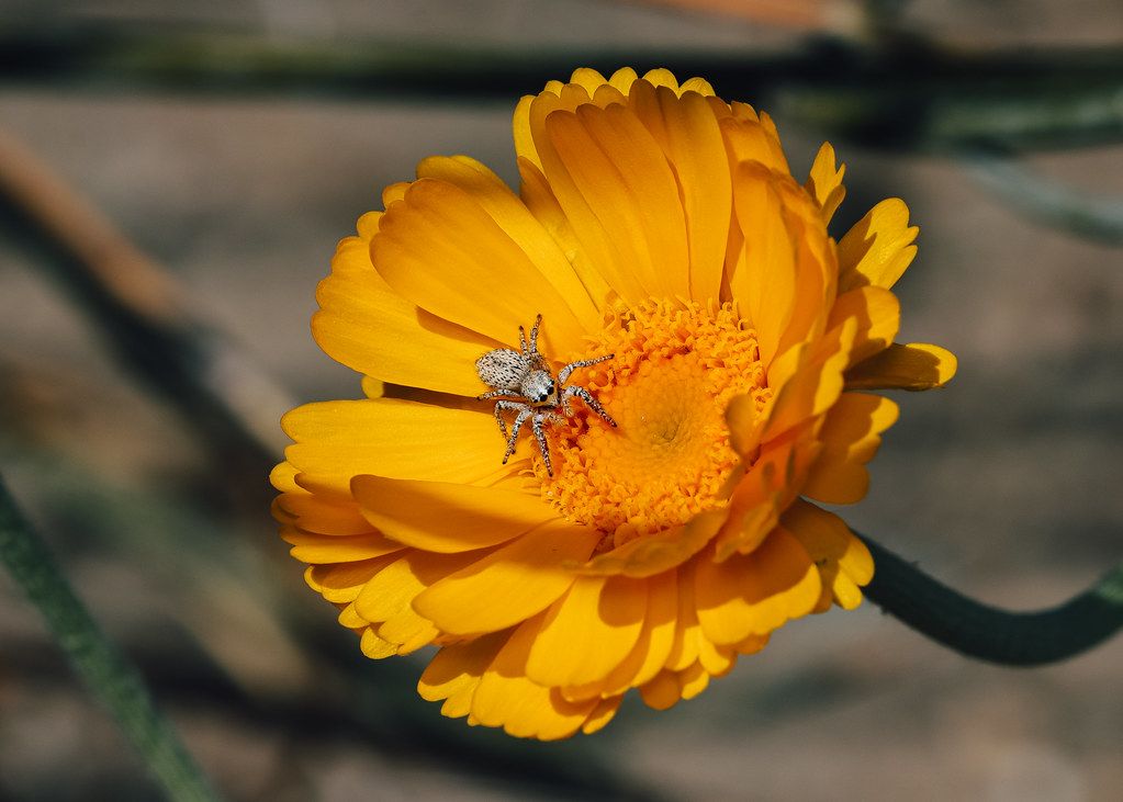 Spider Control service in Meridian, ID
